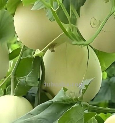 美丽蔬果 - 图画吧TUHUABA