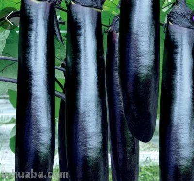 美丽蔬果 - 图画吧TUHUABA