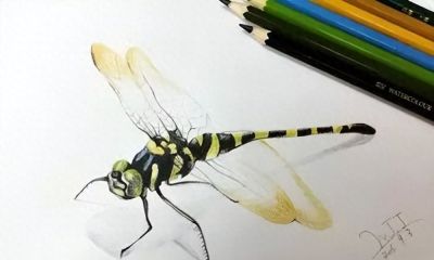 一组彩铅画出的昆虫，太让人惊叹啦！ - 今日头条