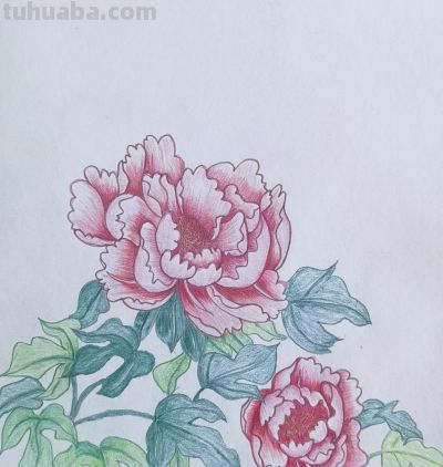 彩铅画美图 - 图画吧TUHUABA