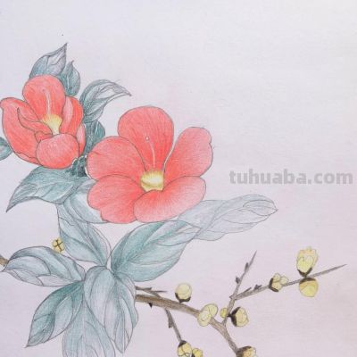 彩铅画美图 - 图画吧TUHUABA