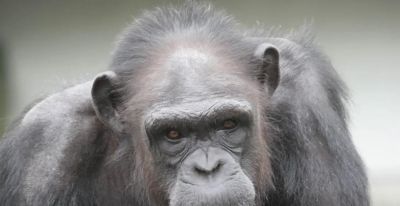 养活一个研究所40多年，这只天才黑猩猩刚与世长辞，曾数次登上《自然》 - 图画吧TUHUABA