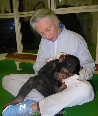 养活一个研究所40多年，这只天才黑猩猩刚与世长辞，曾数次登上《自然》 - 图画吧TUHUABA
