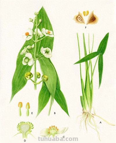 水畔慈心：野慈姑的生命智慧 - 今日头条