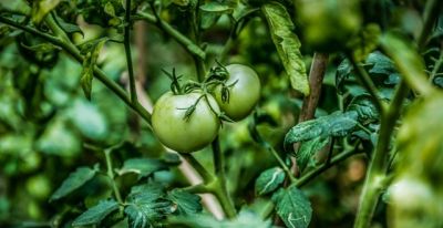 在家种西红柿?跟着步骤做准成活 - 今日头条 在家种西红柿?跟着步骤做准成活 - 图画吧TUHUABA