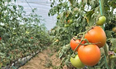 在家种西红柿？跟着步骤做准成活 - 今日头条