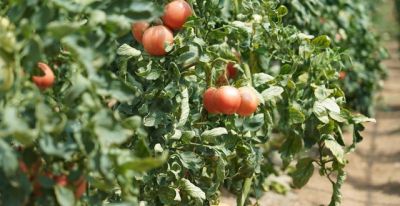 在家种西红柿?跟着步骤做准成活 - 今日头条 在家种西红柿?跟着步骤做准成活 - 图画吧TUHUABA