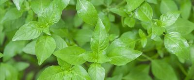 新手必看!阳台懒人盆栽菜指南,不用施肥不用管,养死算我输 - 今日头条 新手必看!阳台懒人盆栽菜指南,不用施肥不用管,养死算我输 - 图画吧TUHUABA