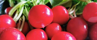 新手必看!阳台懒人盆栽菜指南,不用施肥不用管,养死算我输 - 今日头条 新手必看!阳台懒人盆栽菜指南,不用施肥不用管,养死算我输 - 图画吧TUHUABA