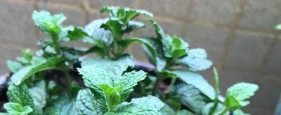 新手必看!阳台懒人盆栽菜指南,不用施肥不用管,养死算我输 - 今日头条 新手必看!阳台懒人盆栽菜指南,不用施肥不用管,养死算我输 - 图画吧TUHUABA