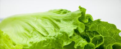 新手必看!阳台懒人盆栽菜指南,不用施肥不用管,养死算我输 - 今日头条 新手必看!阳台懒人盆栽菜指南,不用施肥不用管,养死算我输 - 图画吧TUHUABA