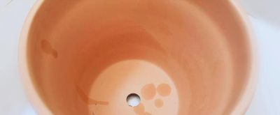 新手必看!阳台懒人盆栽菜指南,不用施肥不用管,养死算我输 - 今日头条 新手必看!阳台懒人盆栽菜指南,不用施肥不用管,养死算我输 - 图画吧TUHUABA