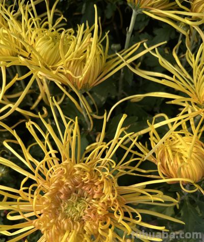 菊花的花语 - 今日头条