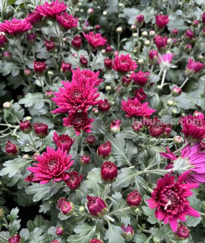 菊花的花语 - 图画吧TUHUABA