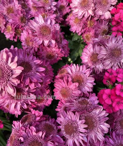 菊花的花语 - 图画吧TUHUABA