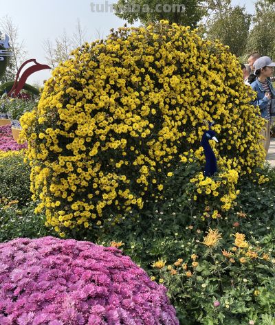 菊花的花语 - 图画吧TUHUABA