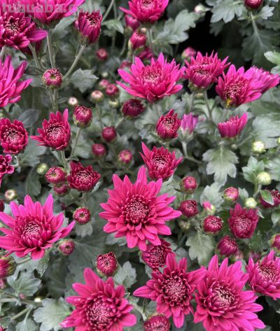 菊花的花语 - 图画吧TUHUABA