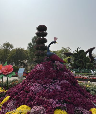 菊花的花语 - 图画吧TUHUABA