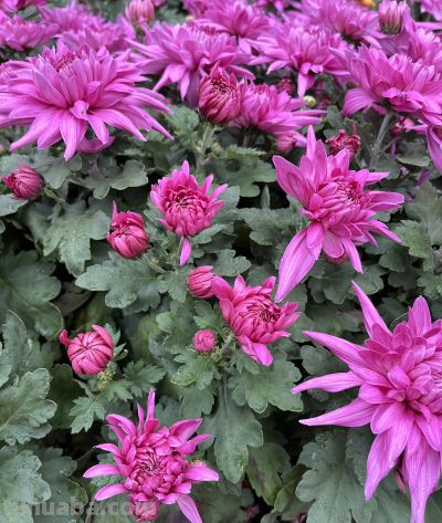 菊花的花语 - 图画吧TUHUABA