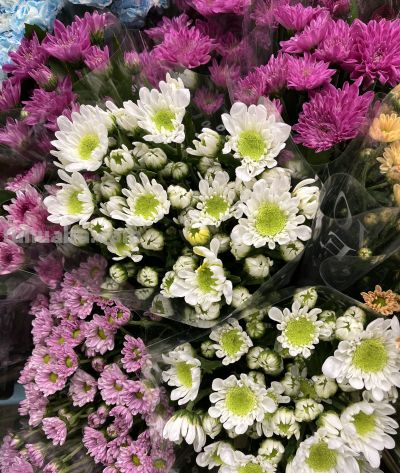 菊花的花语 - 图画吧TUHUABA