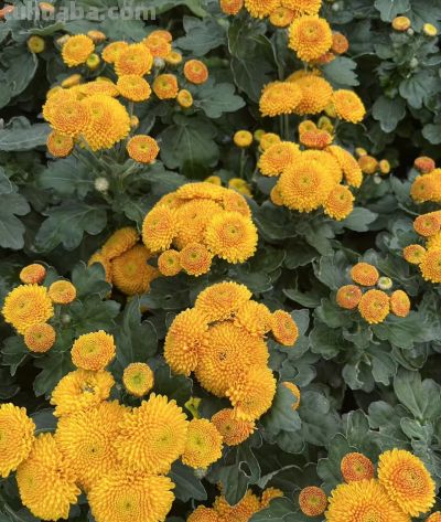 菊花的花语 - 图画吧TUHUABA