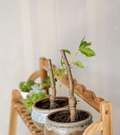 死30盆花才懂：这“傻子花盆”让绿萝疯长2米，出差1个月回来更绿 - 图画吧TUHUABA