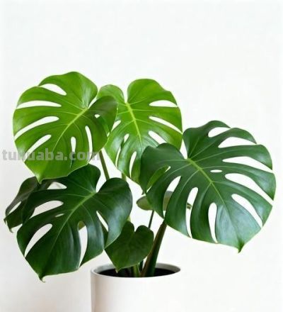 死30盆花才懂：这“傻子花盆”让绿萝疯长2米，出差1个月回来更绿 - 图画吧TUHUABA