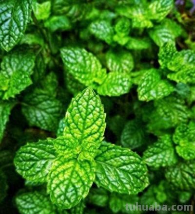 死30盆花才懂：这“傻子花盆”让绿萝疯长2米，出差1个月回来更绿 - 今日头条