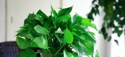 家里为什么不能养绿萝，原因有三！ - 图画吧TUHUABA