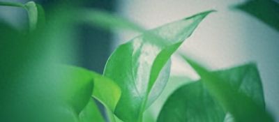 家里为什么不能养绿萝，原因有三！ - 今日头条