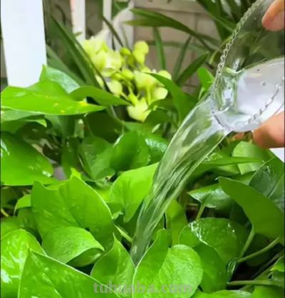 绿萝养得旺的“4个”窍门!叶油绿不黄叶,爬藤满墙超省心 - 今日头条 绿萝养得旺的“4个”窍门!叶油绿不黄叶,爬藤满墙超省心 - 图画吧TUHUABA