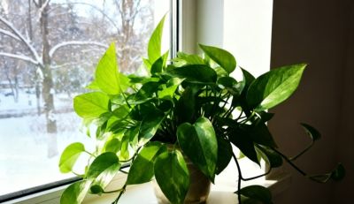 绿萝养得旺的“4个”窍门!叶油绿不黄叶,爬藤满墙超省心 - 今日头条 绿萝养得旺的“4个”窍门!叶油绿不黄叶,爬藤满墙超省心 - 图画吧TUHUABA