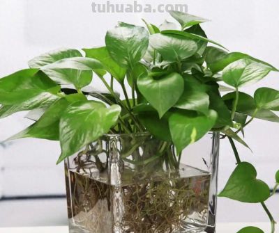 绿萝养得旺的“4个”窍门！叶油绿不黄叶，爬藤满墙超省心 - 今日头条