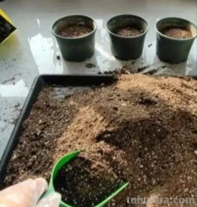 绿萝养得旺的“4个”窍门!叶油绿不黄叶,爬藤满墙超省心 - 今日头条 绿萝养得旺的“4个”窍门!叶油绿不黄叶,爬藤满墙超省心 - 图画吧TUHUABA