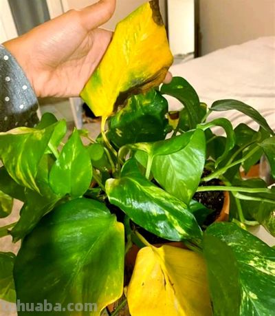 绿萝养得旺的“4个”窍门!叶油绿不黄叶,爬藤满墙超省心 - 今日头条 绿萝养得旺的“4个”窍门!叶油绿不黄叶,爬藤满墙超省心 - 图画吧TUHUABA