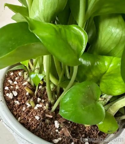 绿萝养得旺的“4个”窍门!叶油绿不黄叶,爬藤满墙超省心 - 今日头条 绿萝养得旺的“4个”窍门!叶油绿不黄叶,爬藤满墙超省心 - 图画吧TUHUABA