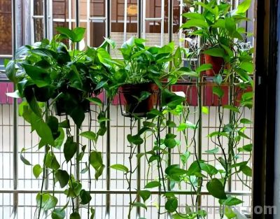 绿萝养得旺的“4个”窍门!叶油绿不黄叶,爬藤满墙超省心 - 今日头条 绿萝养得旺的“4个”窍门!叶油绿不黄叶,爬藤满墙超省心 - 图画吧TUHUABA