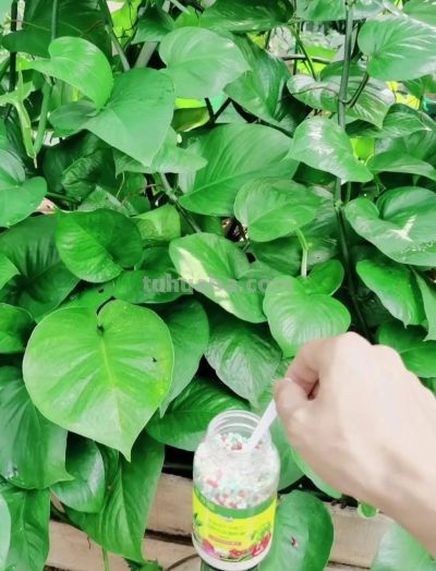 绿萝养得旺的“4个”窍门!叶油绿不黄叶,爬藤满墙超省心 - 今日头条 绿萝养得旺的“4个”窍门!叶油绿不黄叶,爬藤满墙超省心 - 图画吧TUHUABA