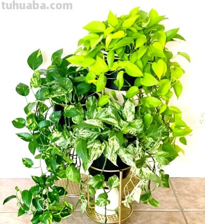 绿萝养得旺的“4个”窍门!叶油绿不黄叶,爬藤满墙超省心 - 今日头条 绿萝养得旺的“4个”窍门!叶油绿不黄叶,爬藤满墙超省心 - 图画吧TUHUABA