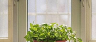 家里为什么不能养绿萝？你家有没有这种现象？前辈的经验要听一听 - 图画吧TUHUABA