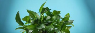 家里为什么不能养绿萝？你家有没有这种现象？前辈的经验要听一听 - 图画吧TUHUABA