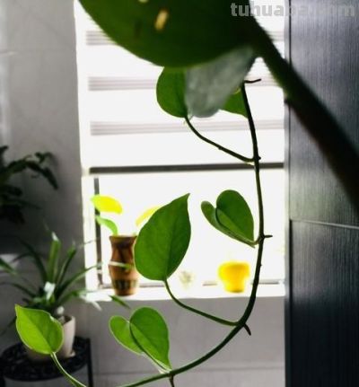 家里为什么不能养绿萝？你家有没有这种现象？前辈的经验要听一听 - 图画吧TUHUABA