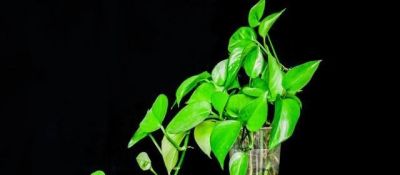 家里为什么不能养绿萝？你家有没有这种现象？前辈的经验要听一听 - 图画吧TUHUABA