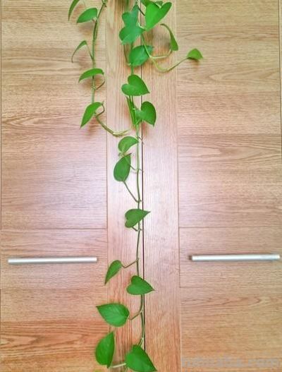 家里为什么不能养绿萝？你家有没有这种现象？前辈的经验要听一听 - 图画吧TUHUABA