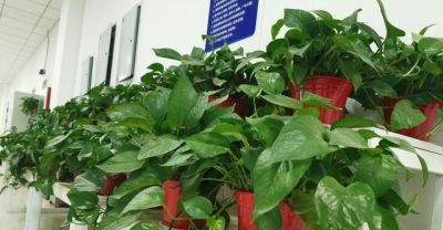 家里为什么不能养绿萝？你家有没有这种现象？前辈的经验要听一听 - 图画吧TUHUABA