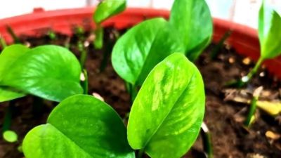 家里为什么不能养绿萝？你家有没有这种现象？前辈的经验要听一听 - 图画吧TUHUABA