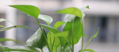 家里为什么不能养绿萝？你家有没有这种现象？前辈的经验要听一听 - 图画吧TUHUABA