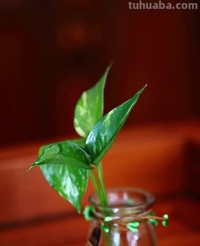 家里为什么不能养绿萝？你家有没有这种现象？前辈的经验要听一听 - 图画吧TUHUABA