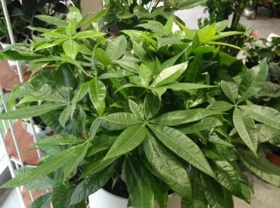 养发财树总黄叶？原来问题出在这4点！改完立马绿油油！ - 今日头条