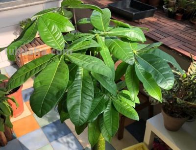 养发财树总黄叶？原来问题出在这4点！改完立马绿油油！ - 图画吧TUHUABA